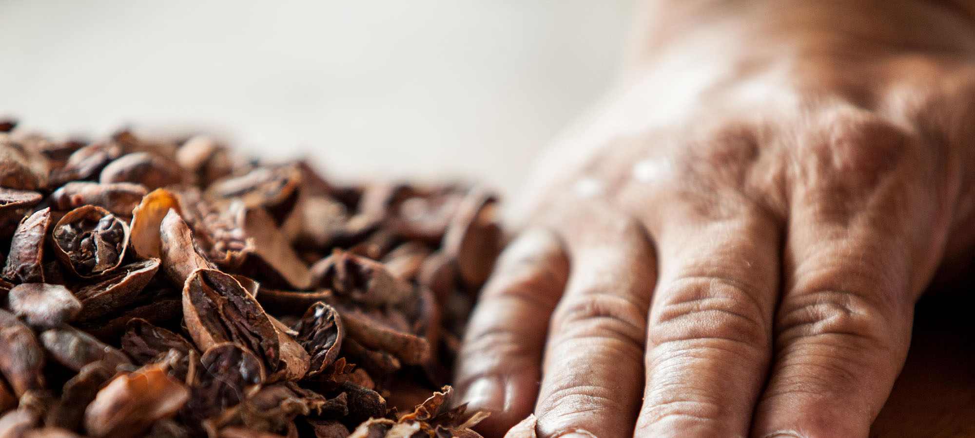 hand with cacao beans