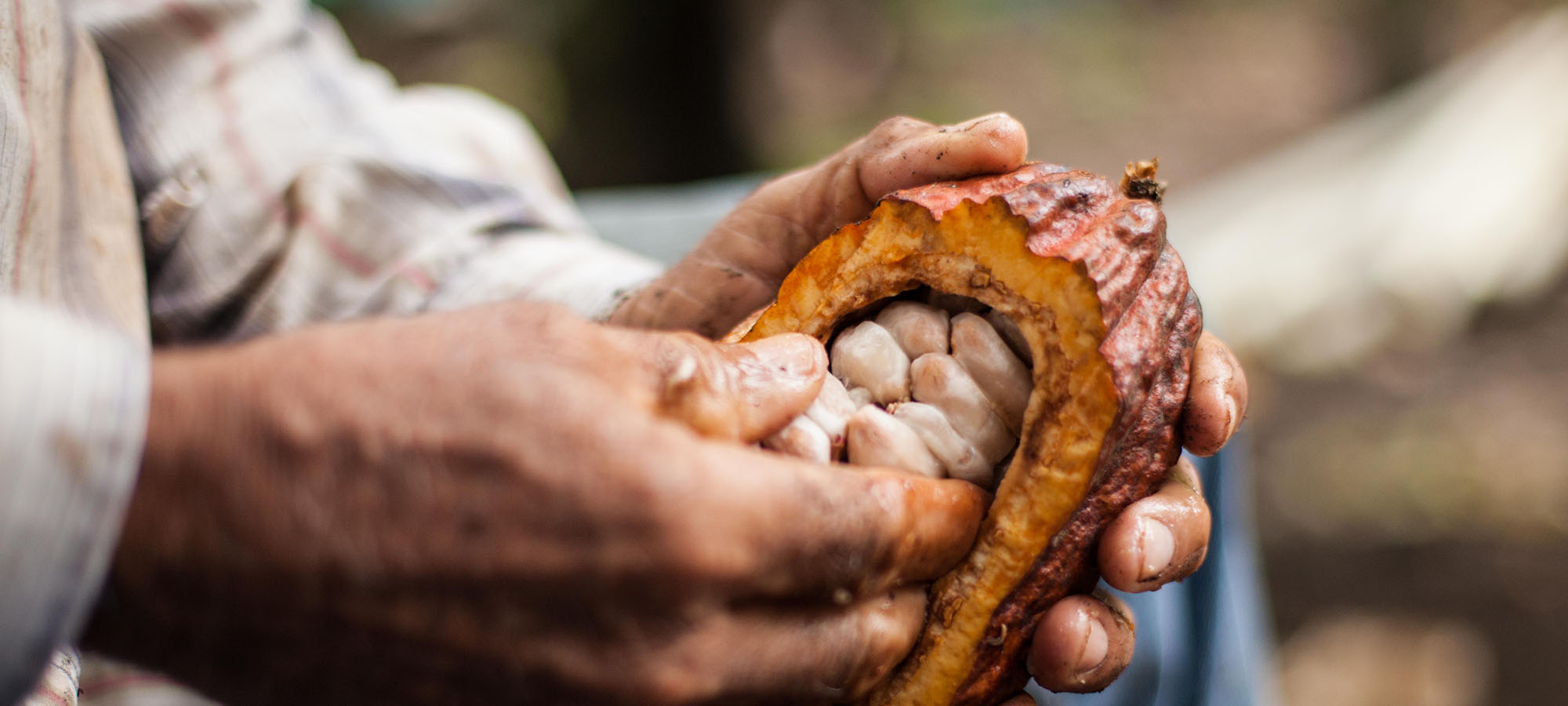 hand opening cacao pod